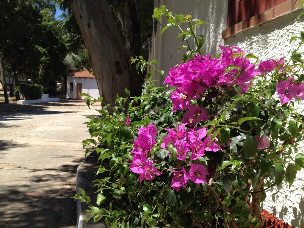 Camping B&B Gioiosa Gioiosa Marea Exteriör bild