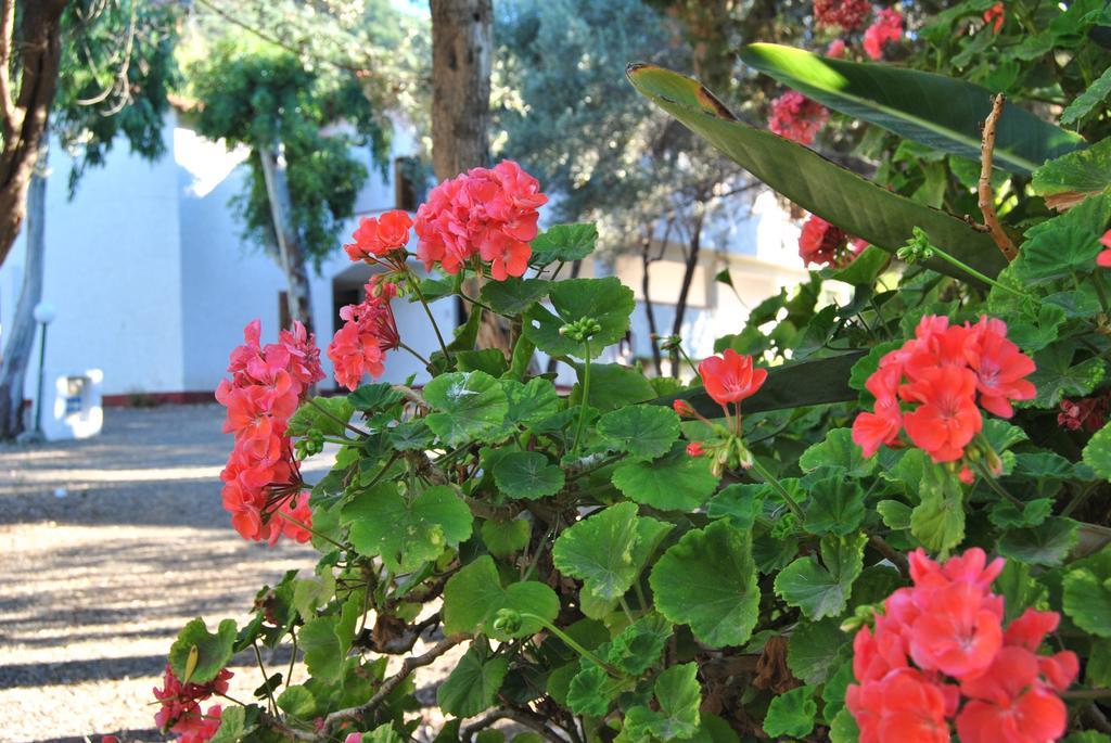 Camping B&B Gioiosa Gioiosa Marea Exteriör bild